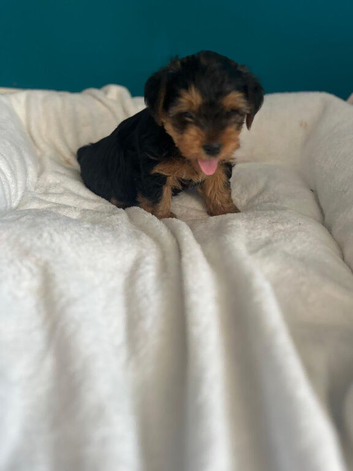 Yorkshire terrier for sale