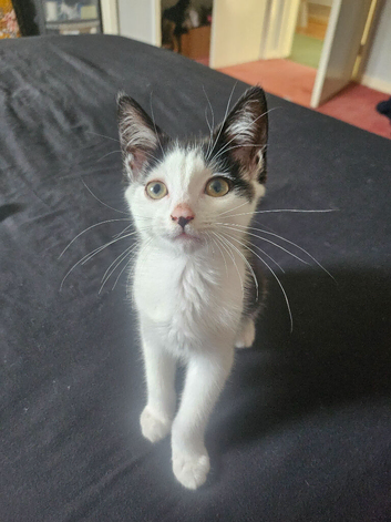 Kittens for rehome