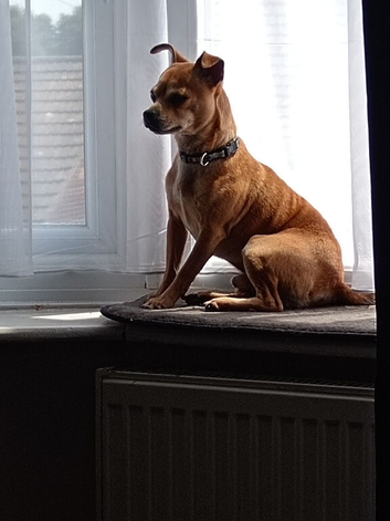 Male chihuahua cross 2 years old