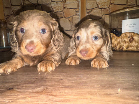 5 star longhair miniature dachshund
