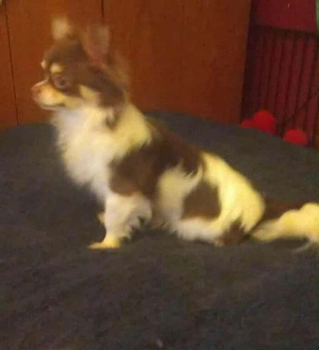 Chihuahua