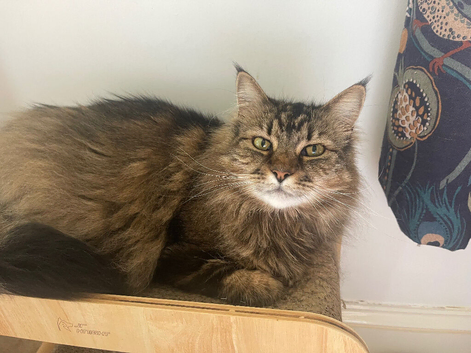 Quiet loving cat