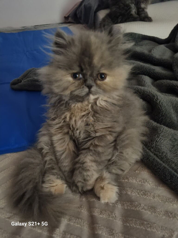 Persian Kittens