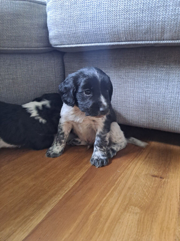 beautiful, chunky playful sprocker F1