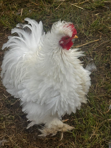 Pekin Cockerals