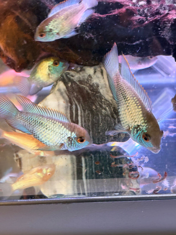 Electric Blue Acaras