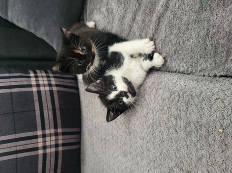 3 kittens