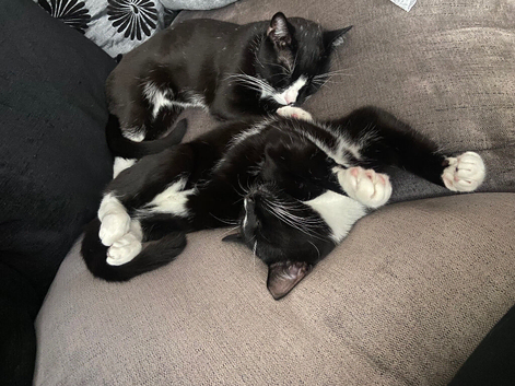 Tuxedo brothers