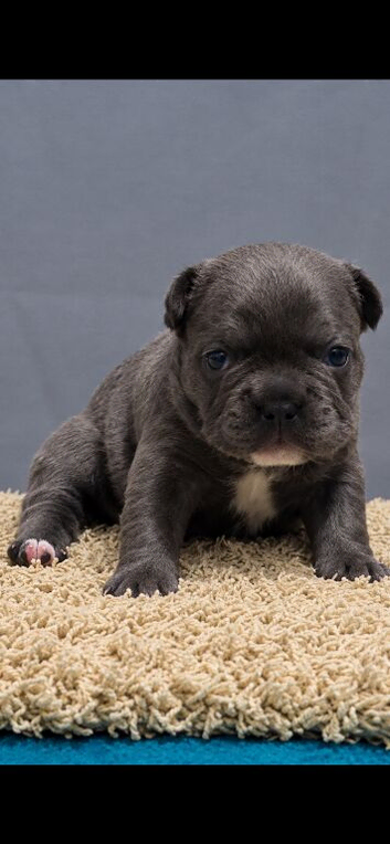 French bulldog bitch