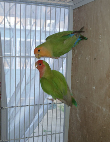Lovebird pair &pound;50 for 2 birds.