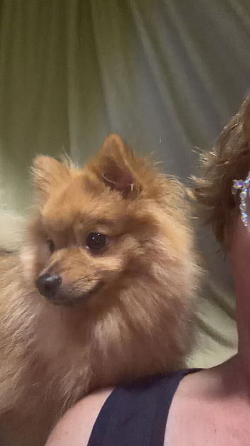 Pomeranian Girl