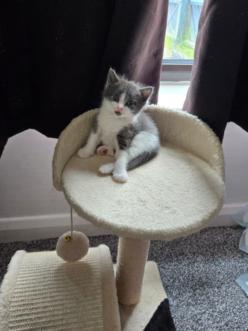 5 kittens