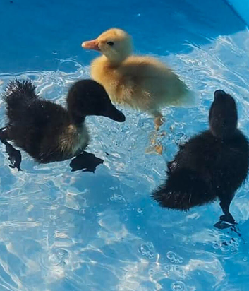 Pekin and pekin x Cayuga ducklings