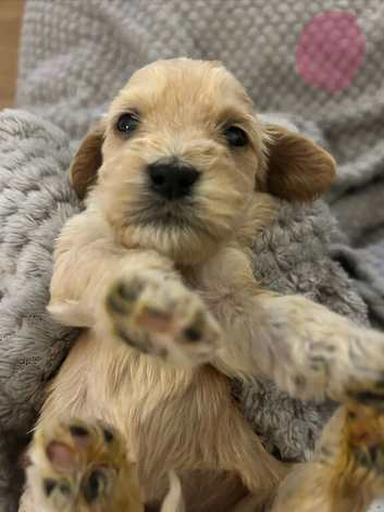 Cockapoo pups