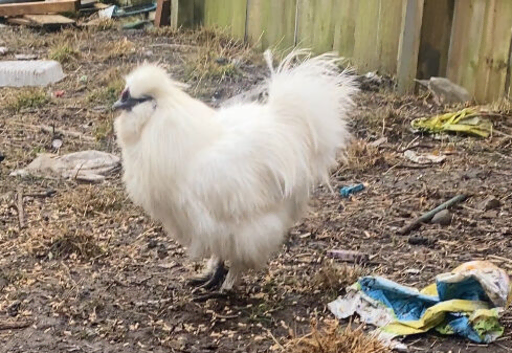 White silkie cockerel