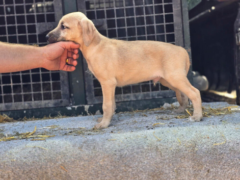 Beddie x whippet 1st cross