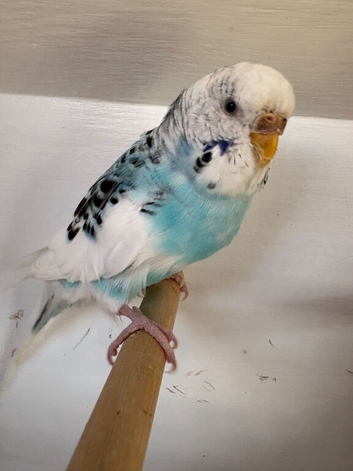 Stunning baby budgies