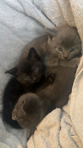 3 beautiful mixed breed kittens