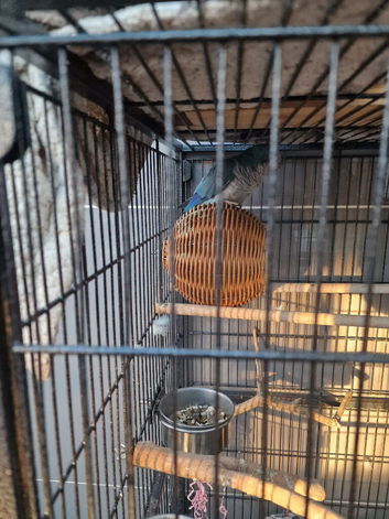 7 month old blue quaker