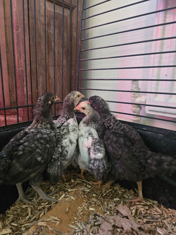 4 week old chicks