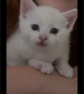 4 month old male kitten