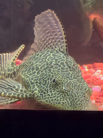 MARBLE SAILFIN PLECO