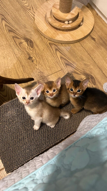 Abyssinian Tica reg. kittens