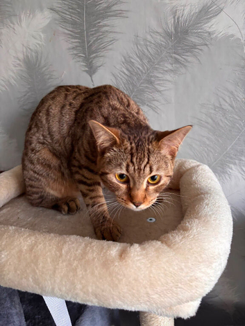 Bengal/British Short Hair