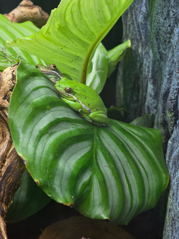 2 Male American Green Tree Frogs