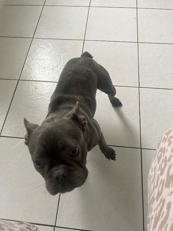 Female french bulldog