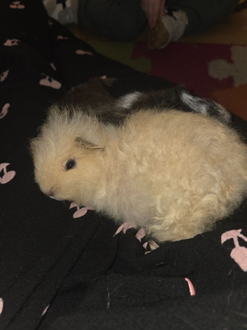 Mixed guinea pigs