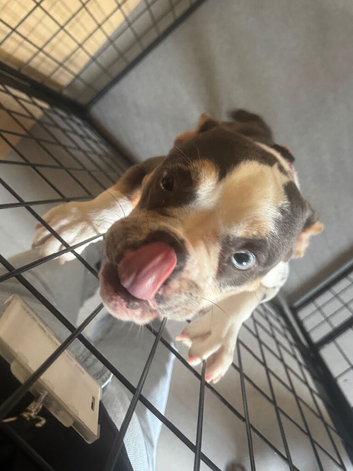 Old tyme x French bulldog