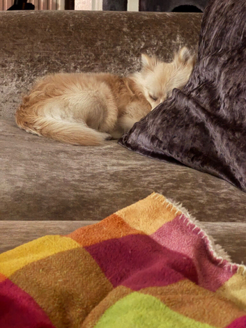 Pomchi