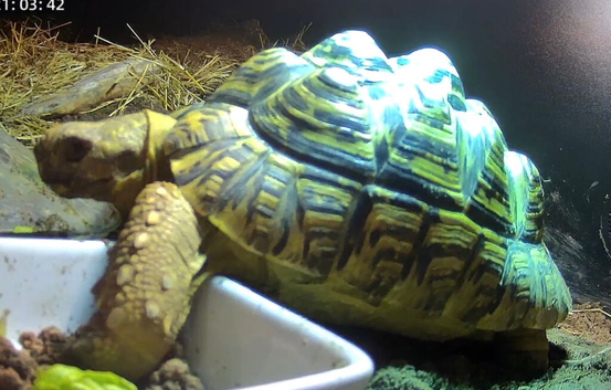 6 year old Leopard tortoise