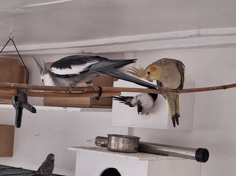 Cockatiels