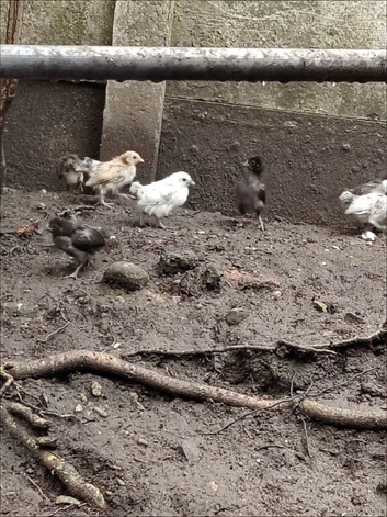 Laying/hen
