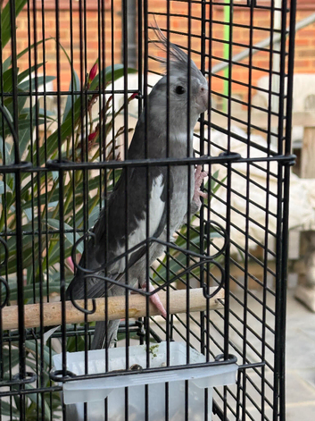 Female cockatiel