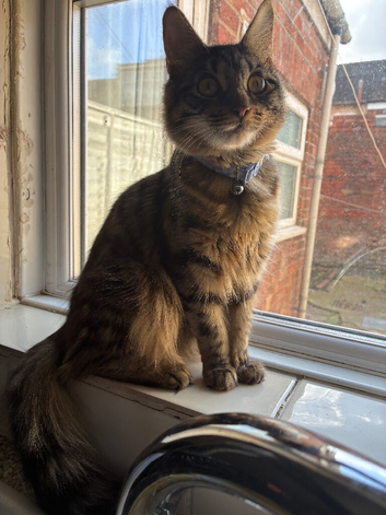 Kittens for sale
