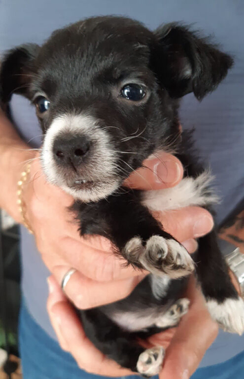 Stunning Miniature Yorkie Russell pups