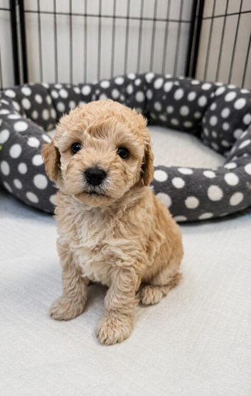 Gorgeous Toy Poodle Puppy &ndash; Ready 26th June
