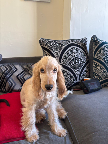 Cocker spaniel boy