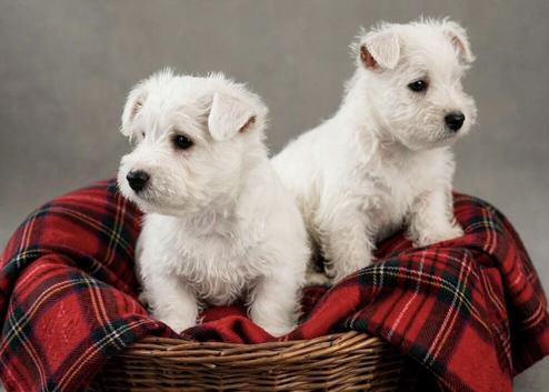 Adorable west highland terrier puppies