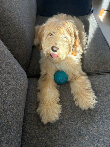 Gold and Cream Tibetan Terrier boy
