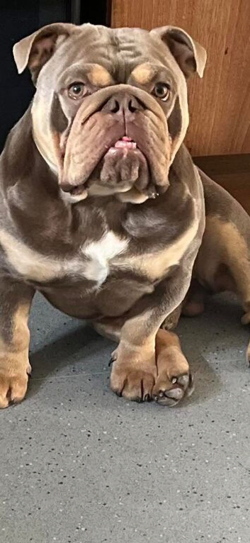3 year old English bulldog