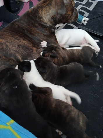 Puppys 4