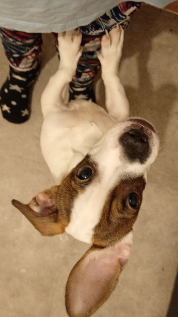 Dashound X jack Russell