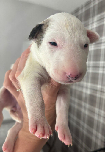 Beautiful Bullterrier pups