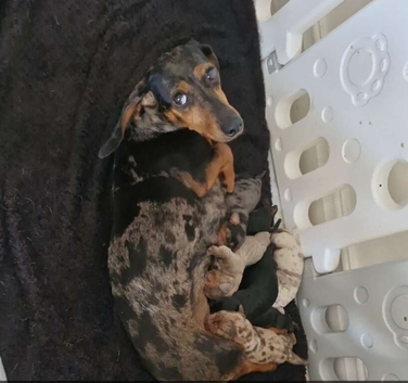 Mini dachshund