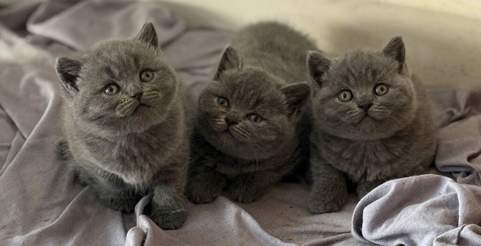 Blue/lilac British shorthair kittens ready soon!