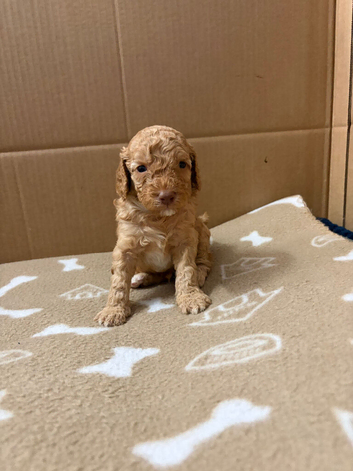 Miniature cockapoo puppies